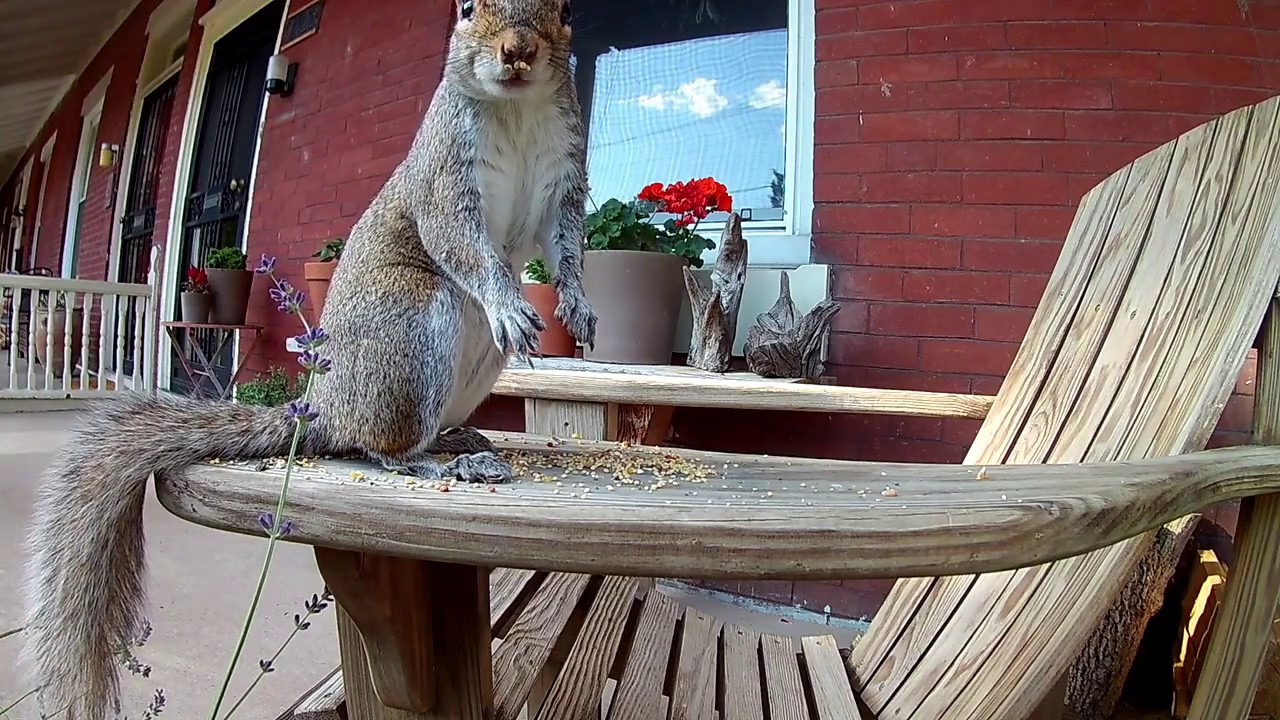 Squirrel snacks