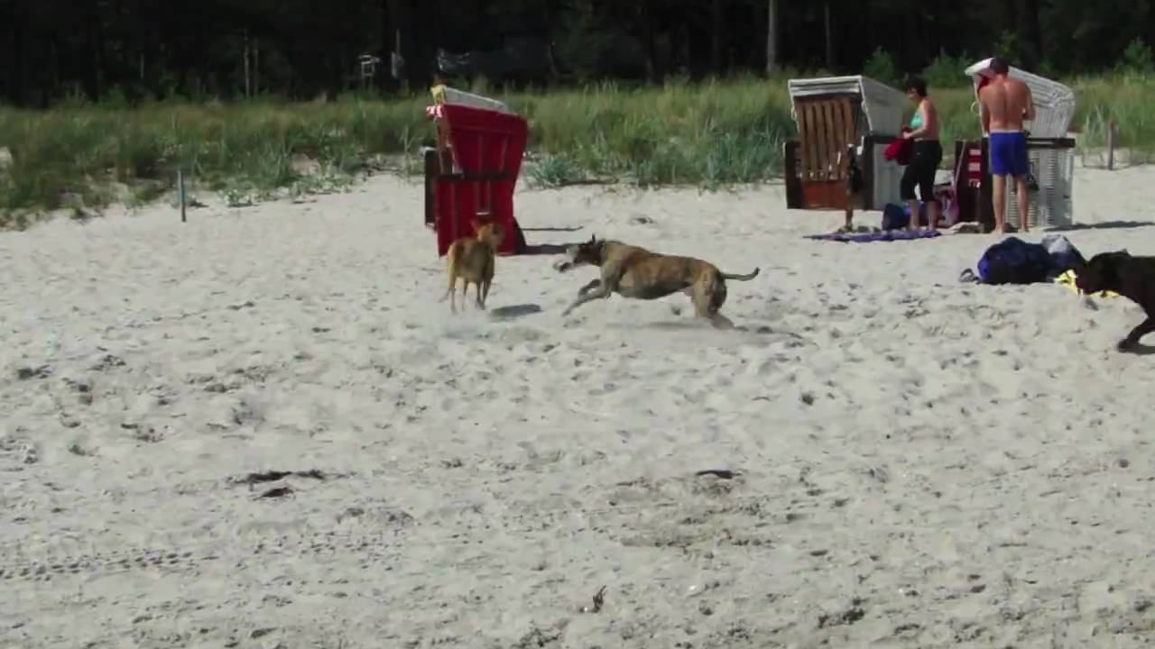 Hundestrand Binz 2009