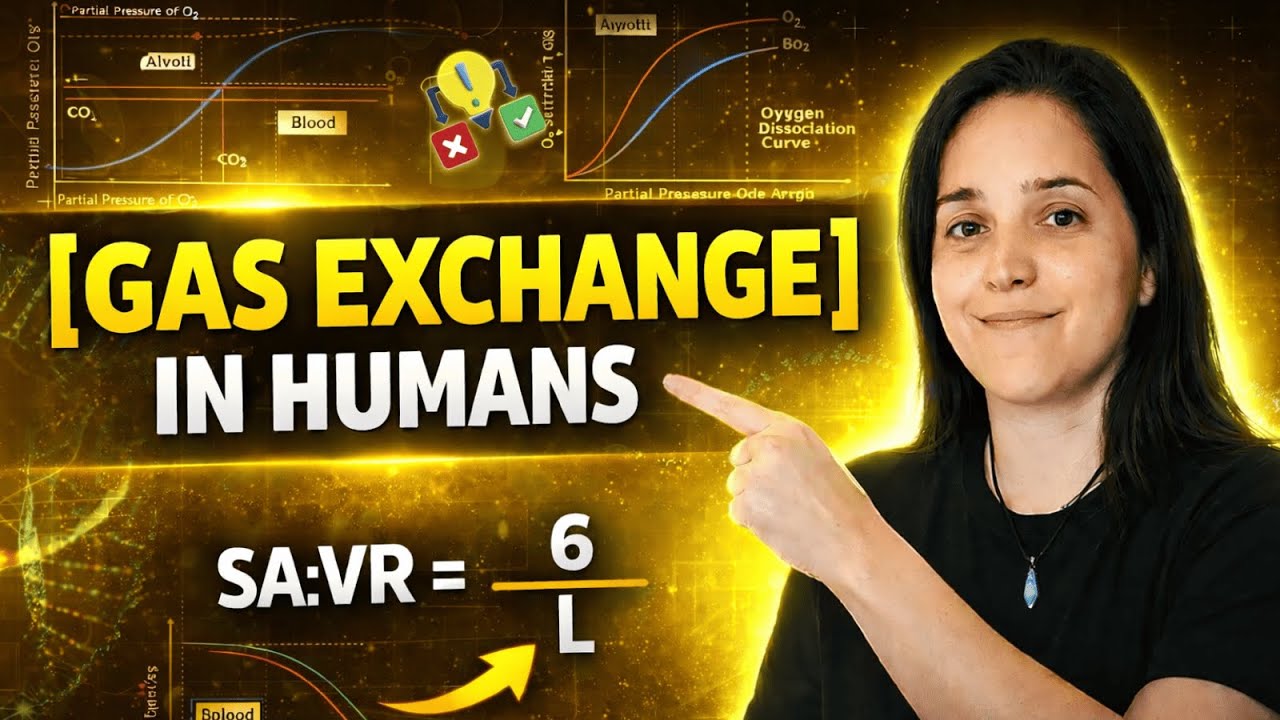 IB Biology | Gas Exchange, Alveoli & Concentration Gradient Explained