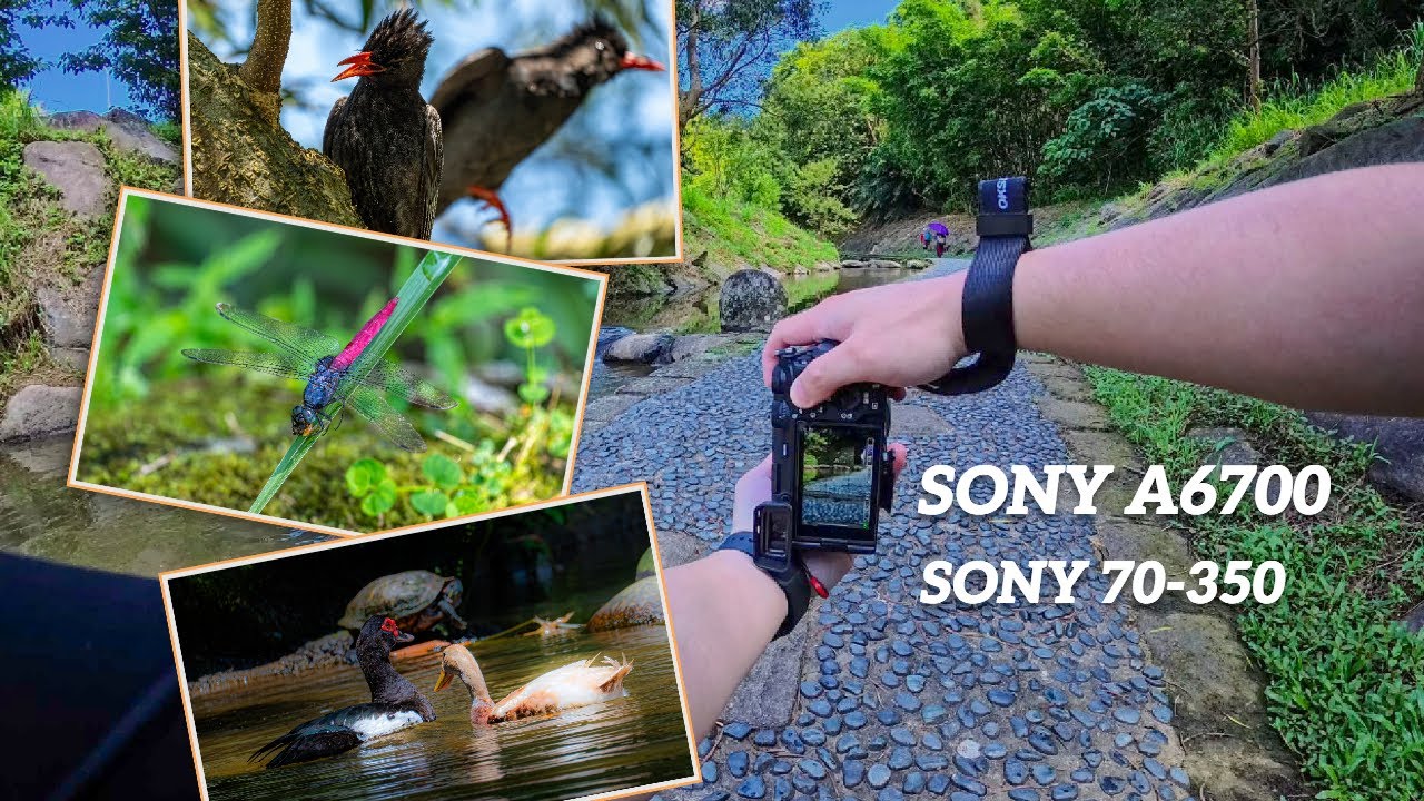 POV Summer Nature Photography | Birds & Insects | Sony A6700 70-350 G