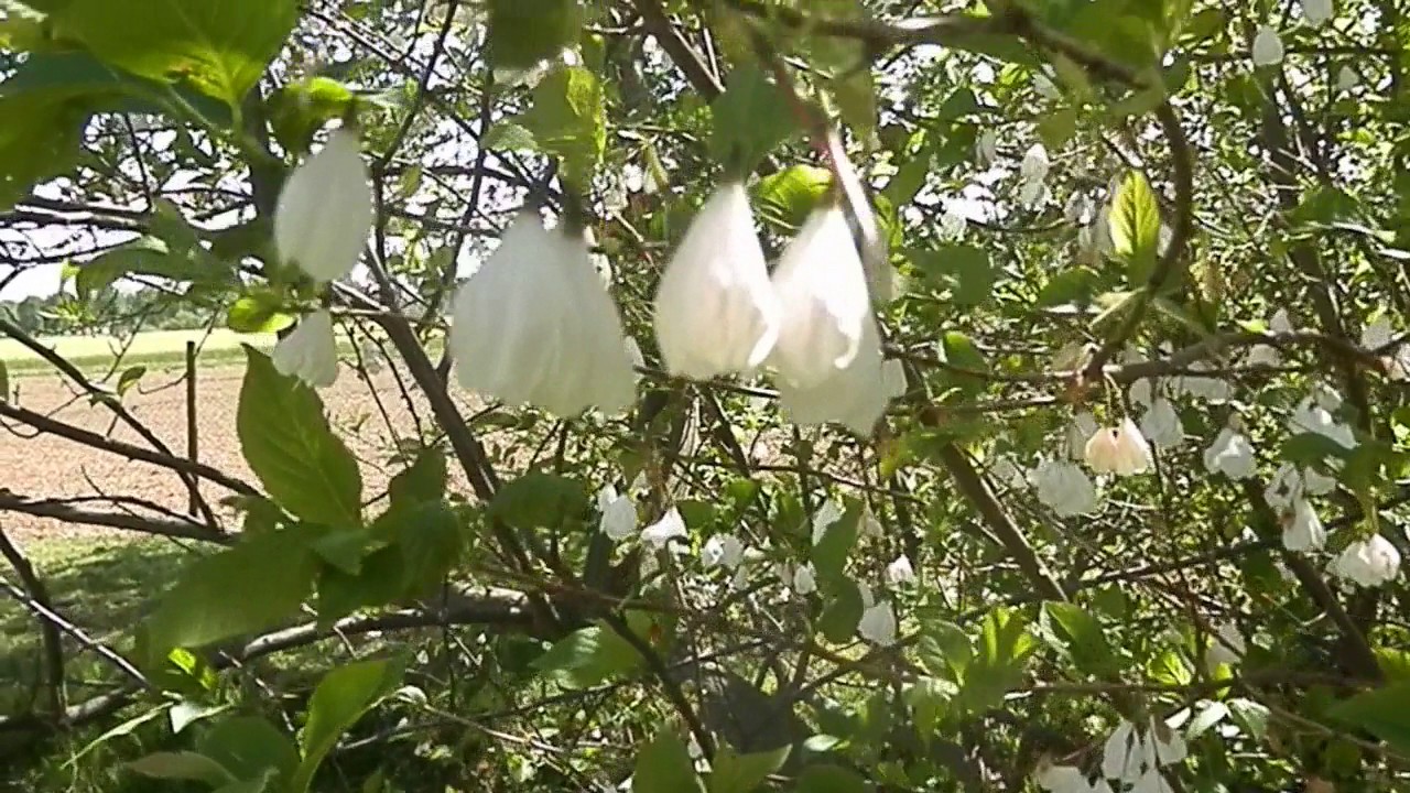 Halezija (Halesia carolina), Botanični vrt Maribor, Slovenija