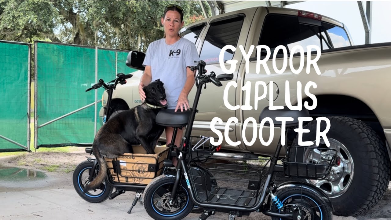 Senior Dog Bailey Goes For A Ride On The 