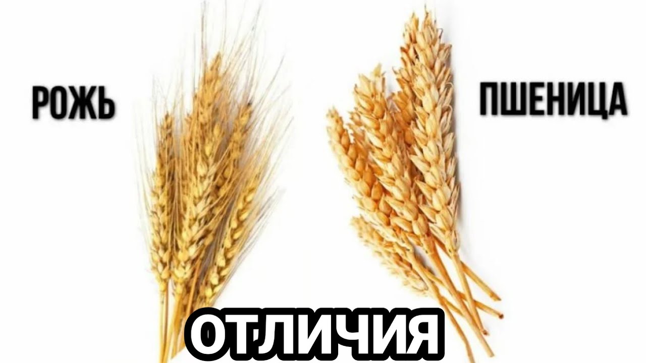 РОЖЬ И ПШЕНИЦА ОТЛИЧИЯ