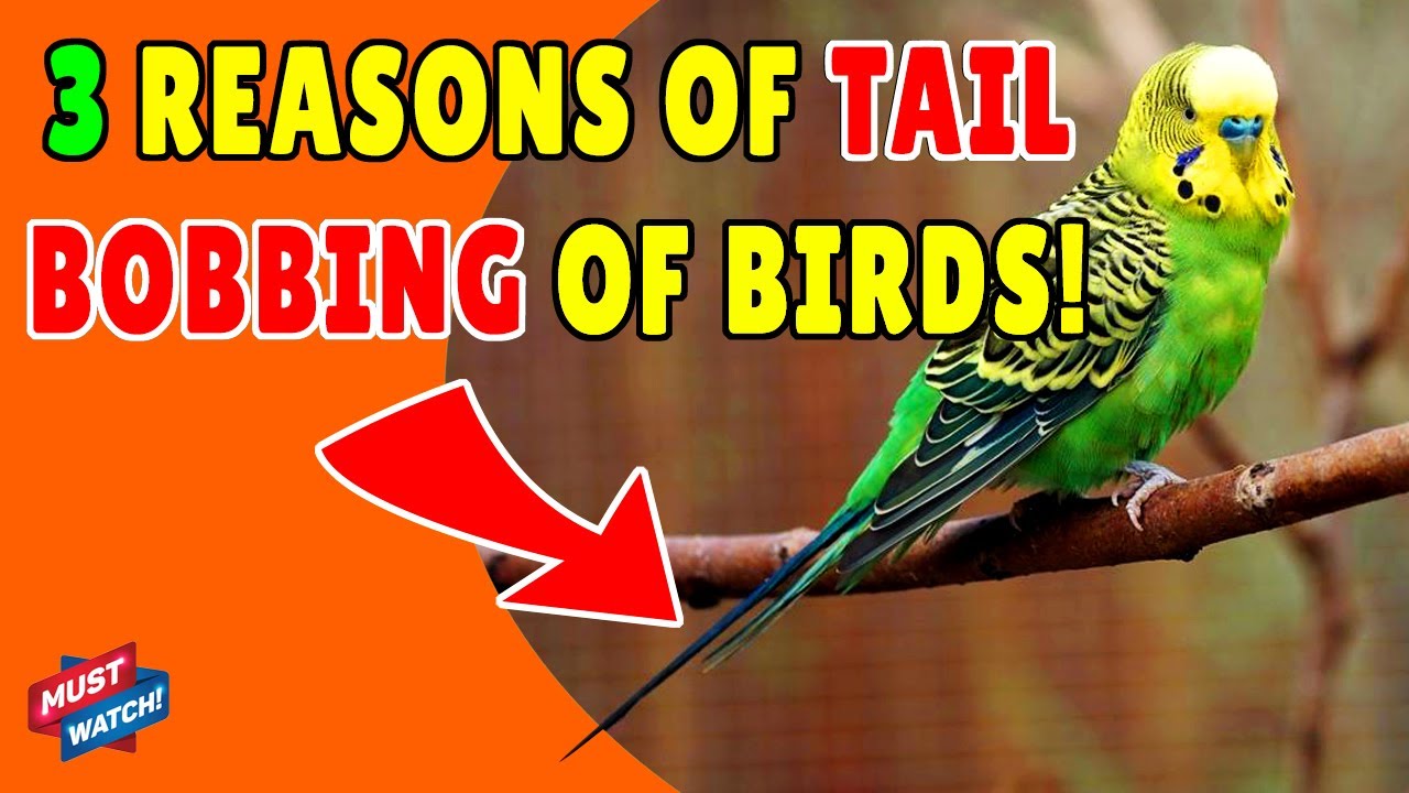 BIRDS TAIL BOBBING TREATMENT | Why Birds Bobbing Tail? Reason and Solution | Happy Budgies