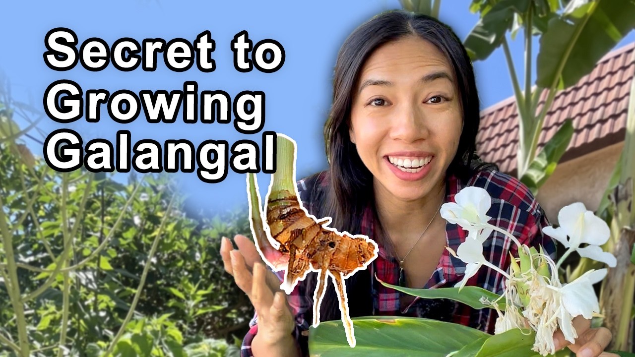 You Won't Believe What I Used to Supercharge My Galangal Ginger!