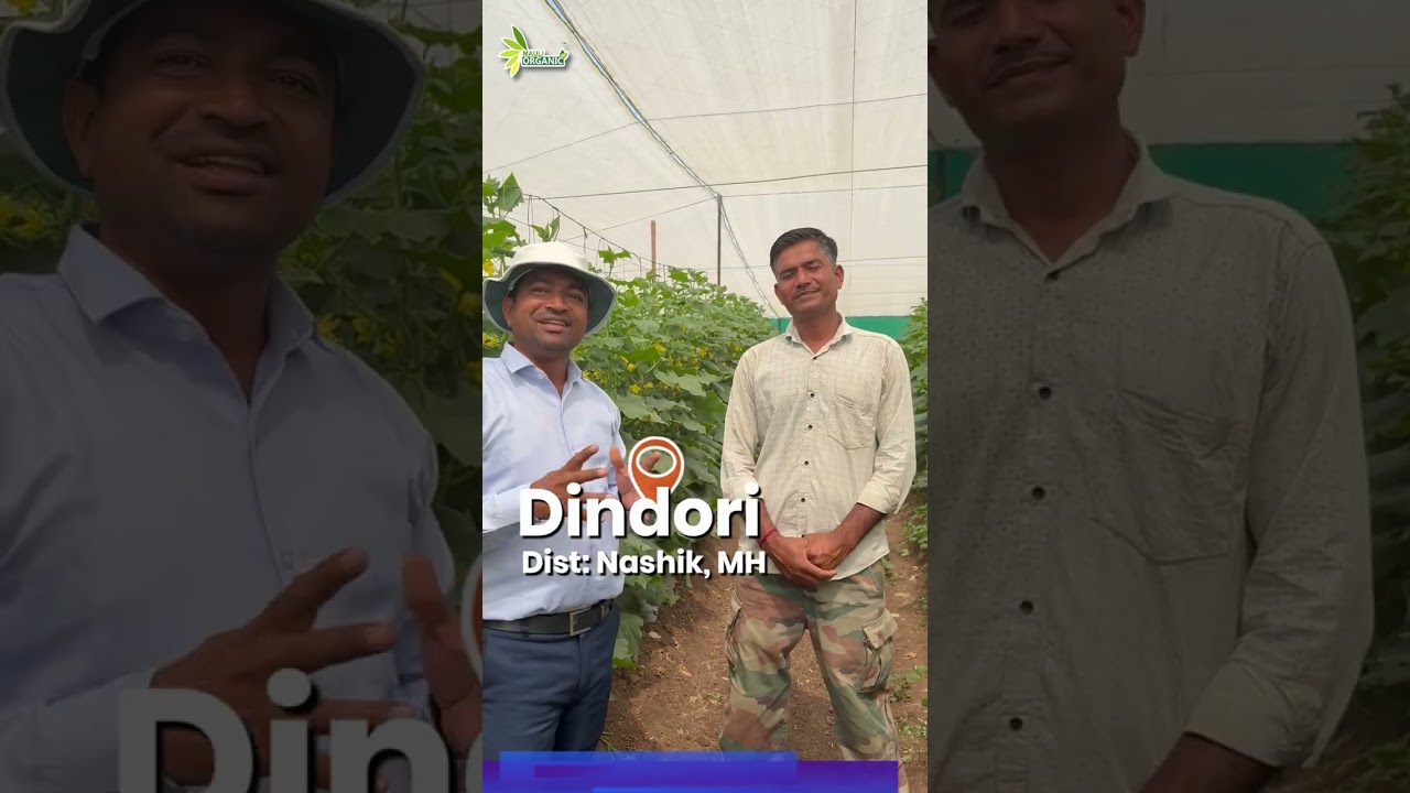 Judson Cucumber Success Story | Mauli Organic Pvt. Ltd. के शेड्यूल से शानदार उत्पादन