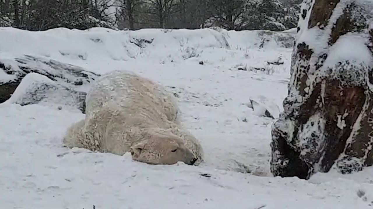 IJSBEREN in de sneeuw... Ondertussen in Diergaarde Blijdorp Rotterdam