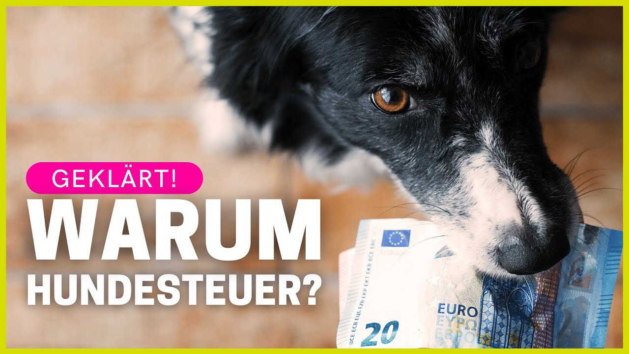 Warum bezahlen wir eigentlich Hundesteuer?