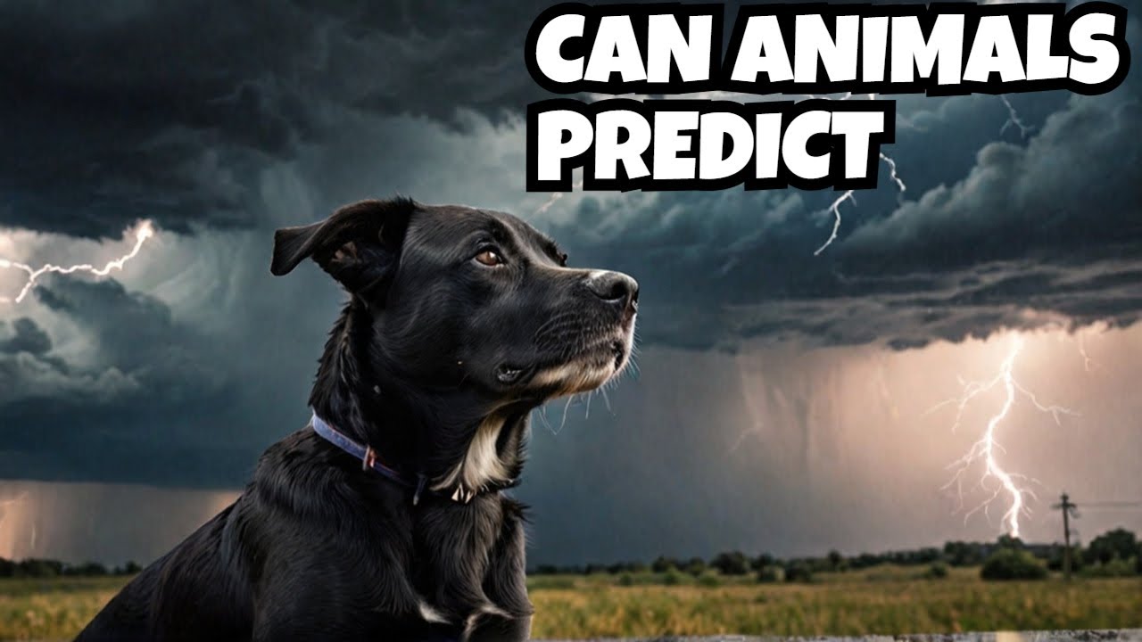 Can Animals Really Predict Natural Disasters