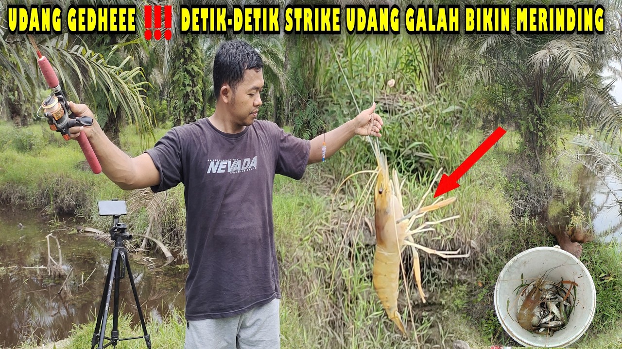 🍃UDANG GEDHEEE ‼️ DETIK-DETIK STRIKE UDANG GALAH BIKIN MERINDING💥#tranding #fishing #viral