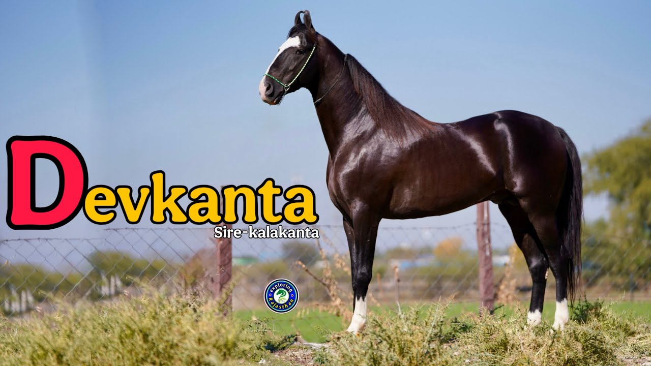 STALLION DEVKANTA  -KABIR STUD FARM NASIRABAD