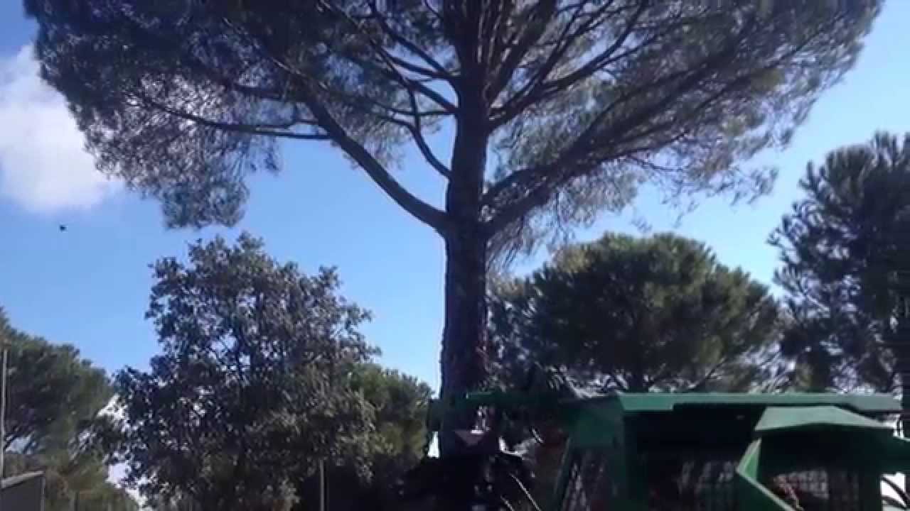 SCUOTITORE PIGNE MAMUT M130PINUS