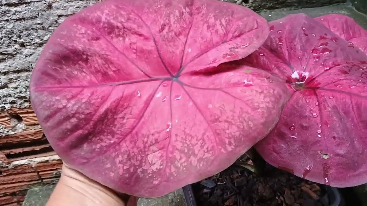 Mostrando o jardim conversando com vcs e  comprei plantas muito desejadas 