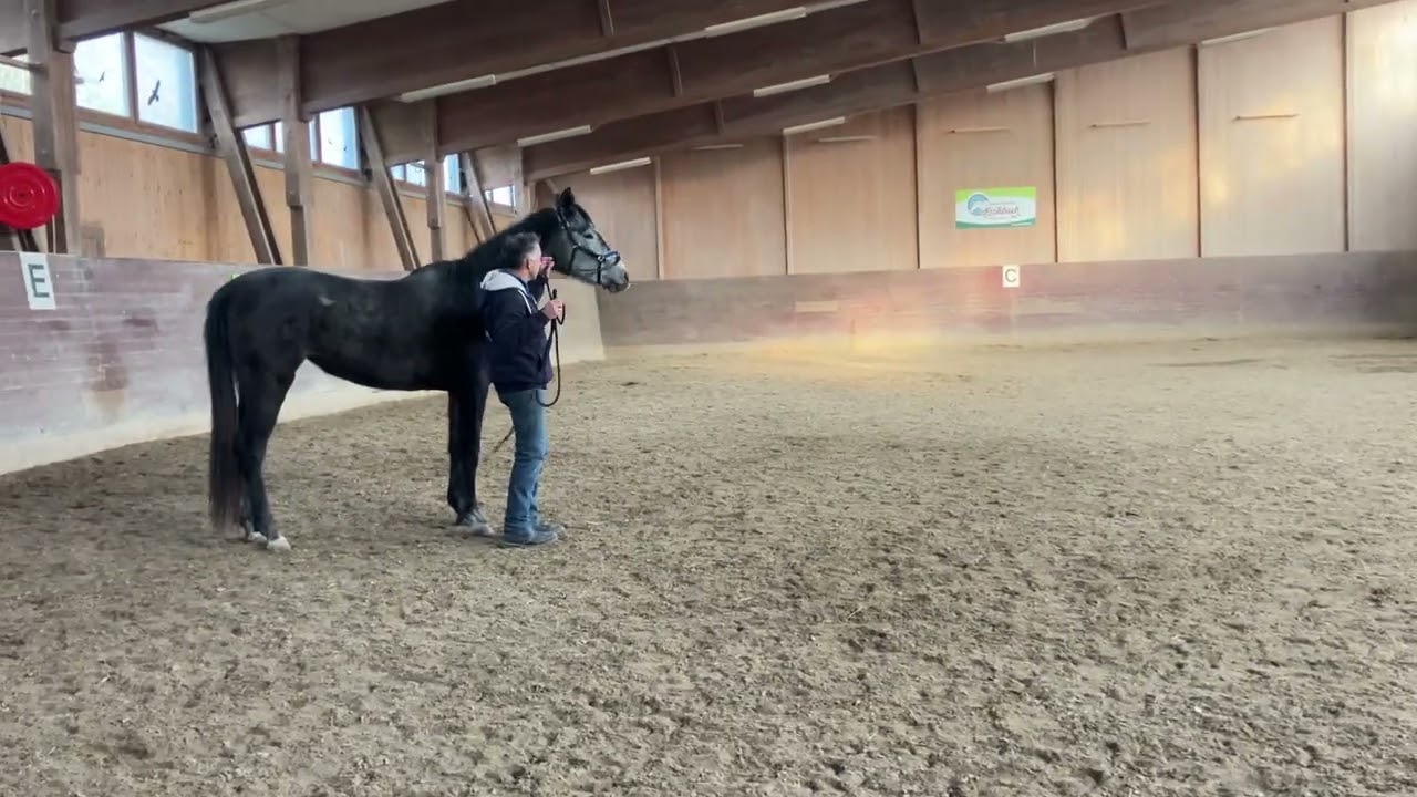 Führtraining mit 2 1/2 jähriger Trakehnerstute