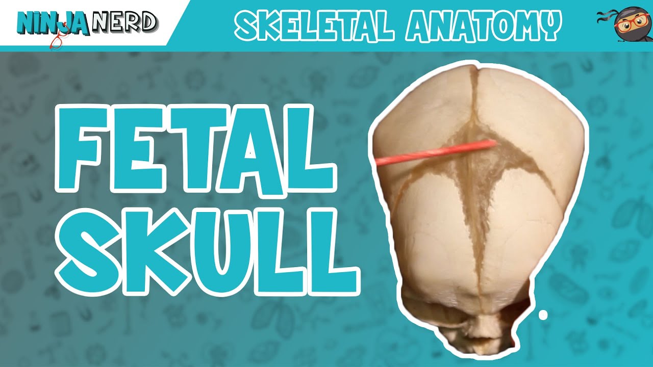 Fetal Skull Fontanelles Anatomy