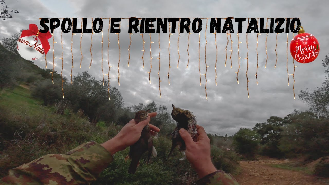 CACCIA ai TORDI: SPOLLO e RIENTRO NATALIZIO/ CAZA de ZORZALES: MANANA y TARDE de NAVIDAD