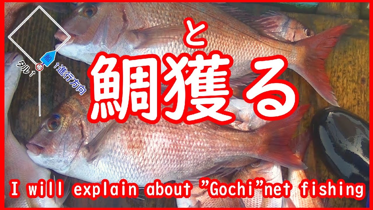 大清丸 [ごち網] マダイを獲る! Catches Red sea bream!