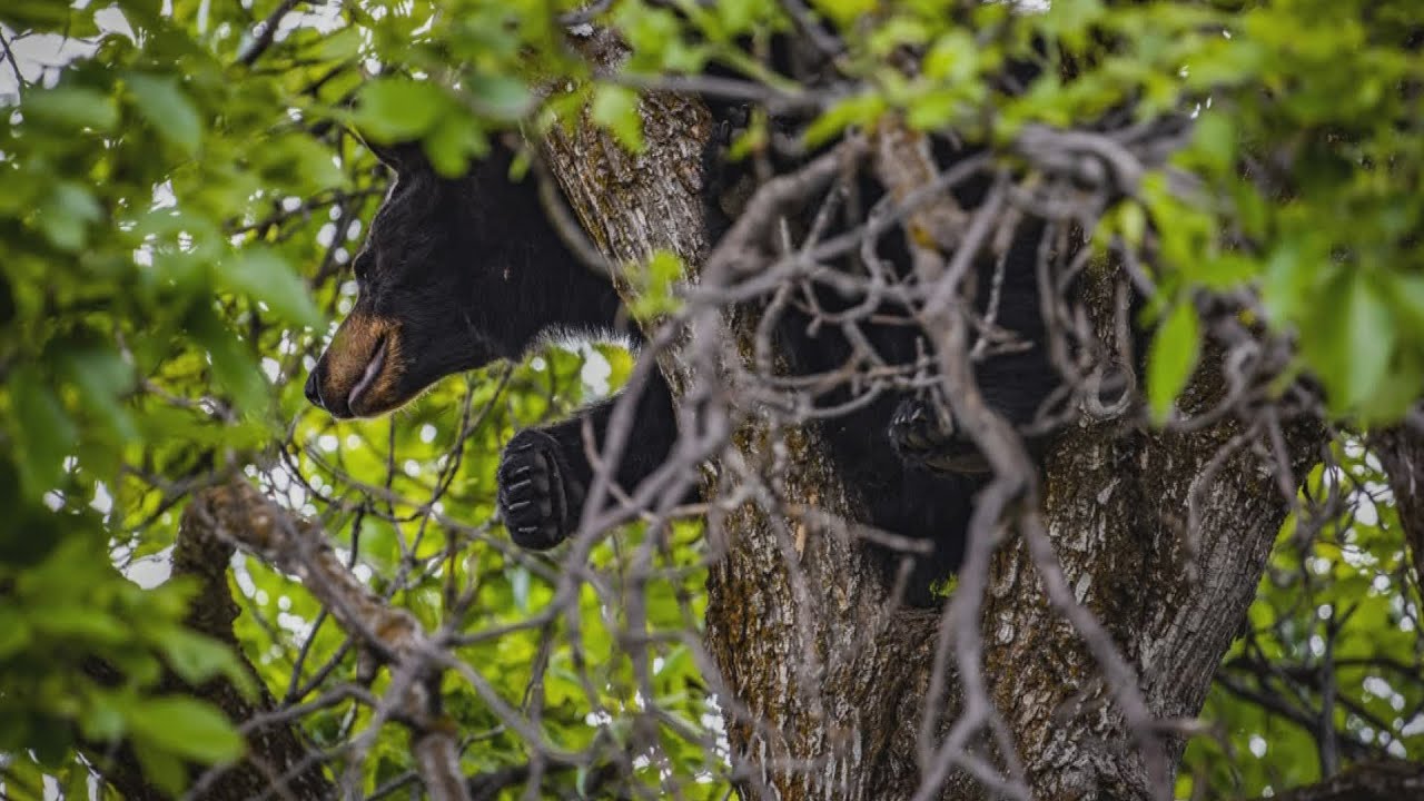 Growing population numbers in Bozeman could lead to more human-black bear conflicts