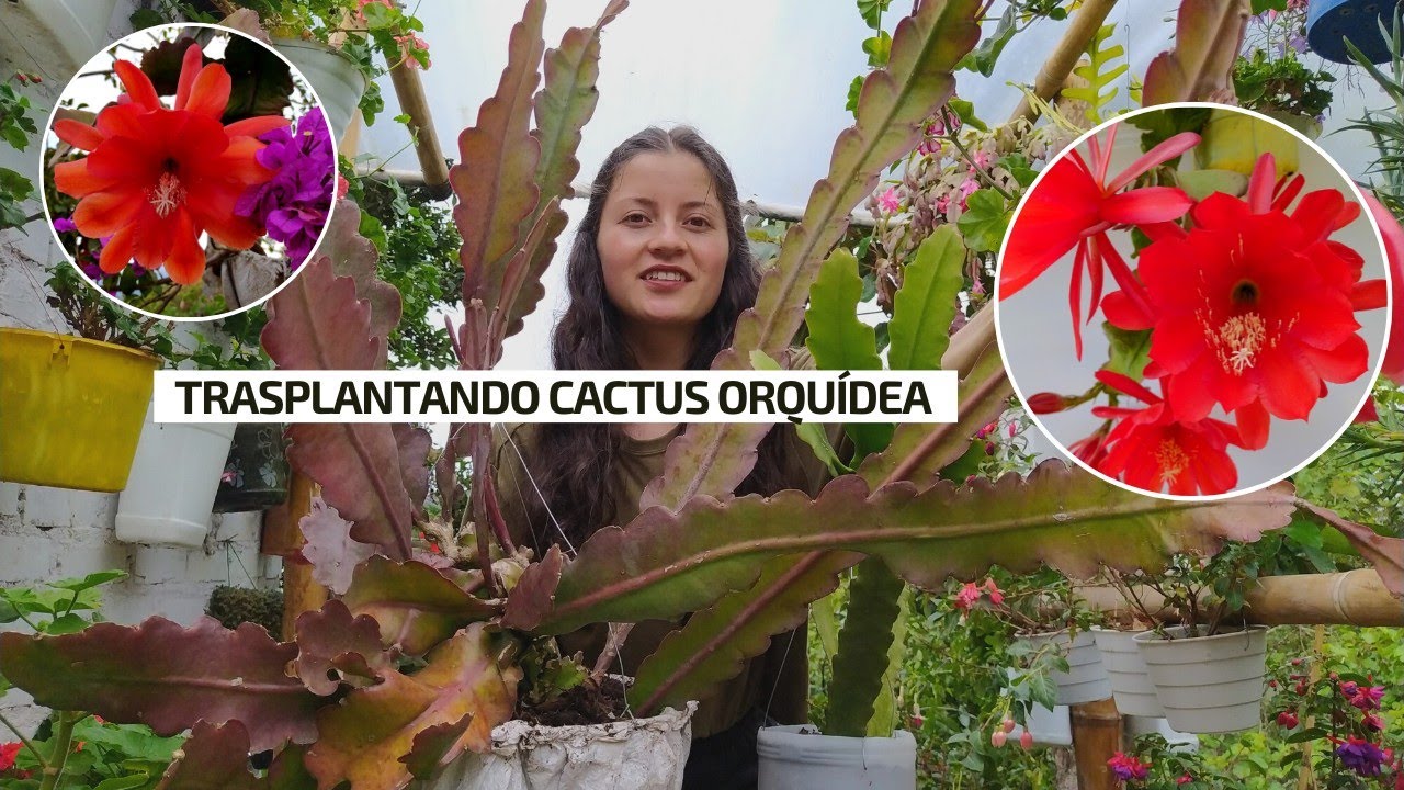 TRASPLANTANDO CACTUS ORQUIDEA, un trasplante muy complicado + que sustrato utilizo | Jardín Diaz