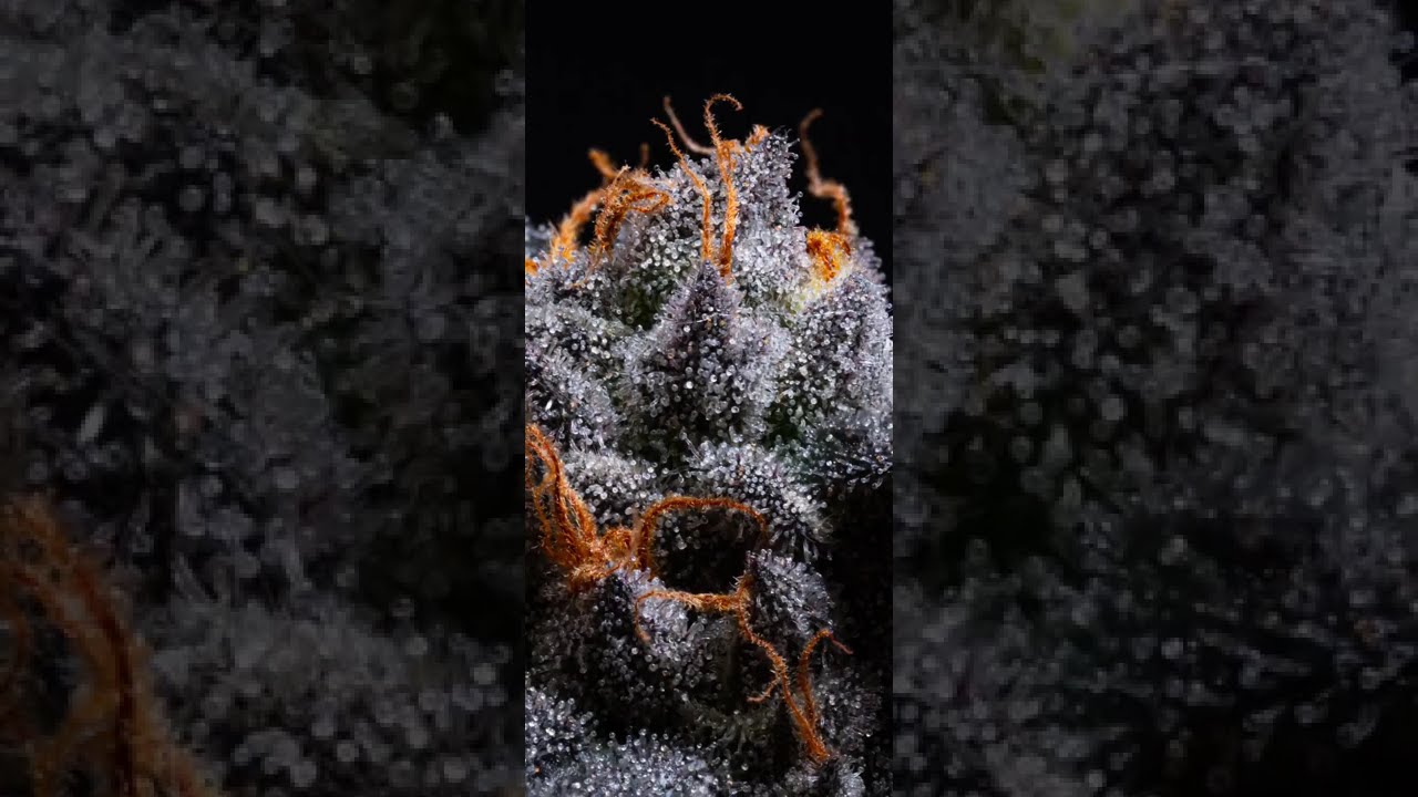 🍊Mandarine Jam by Sensi Seeds  #cannabiscontent #cannabisdaily #growerscommunity #homegrown