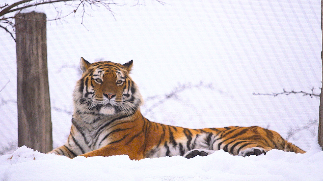 Schnee im Tiergarten Schönbrunn