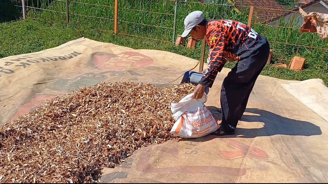 PAKAN TAMBAHAN KULIT SINGKONG