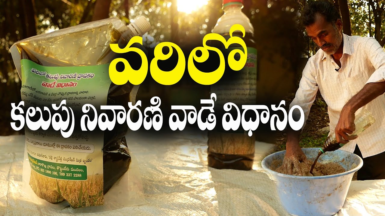 E78 | వరిలో కలుపు నివారణి  వాడే విధానం | Organic Paddy Weedicide | @GramaBazaar