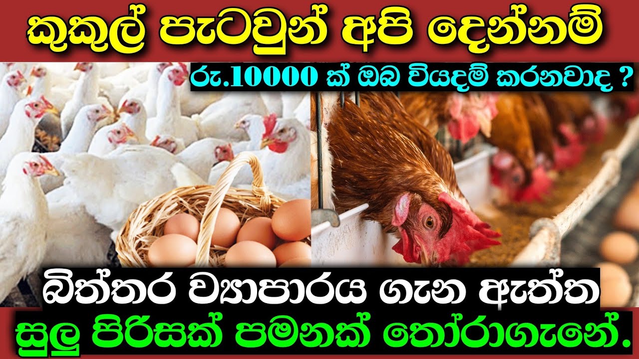 #Paultryfarm #businessideasinhala # swayanrekiya