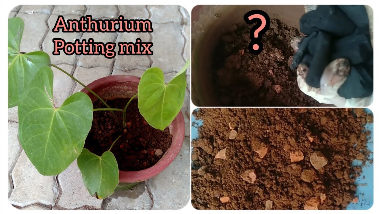 Anthurium potting mix