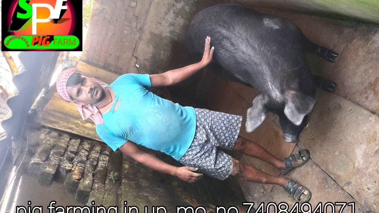 सुअर का फार्म कैसे चलाया जाए #pig #pigfeed#sonebhadra #farming 