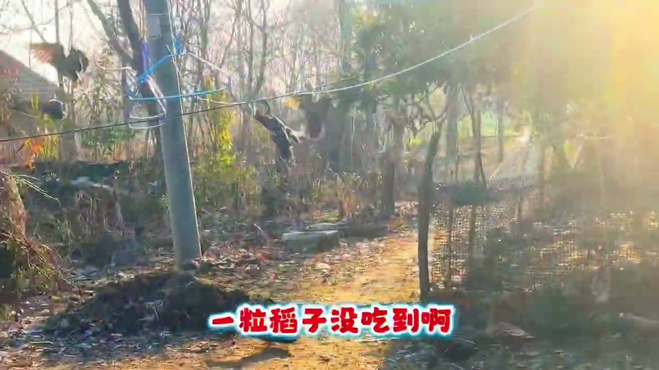 小公鸡不再驱赶来吃食的野鸭，3只野鸭带来了一大群野鸭