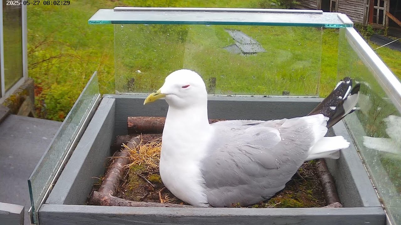 250527, seagulls, oystercatchers, late May update
