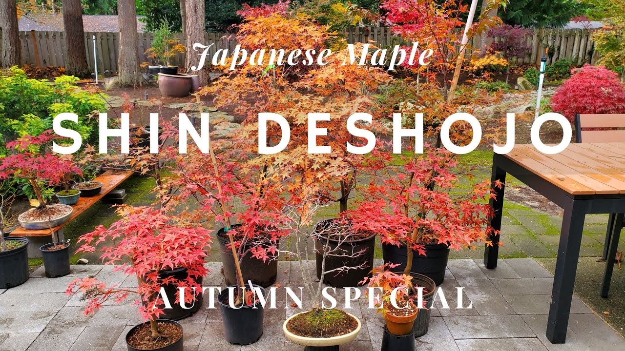Japanese Maple Bonsai: Shin Deshojo Special (Autumn Edition)