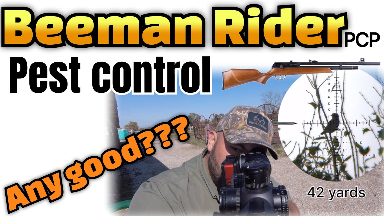 Beeman Raider  Pestcontrol
