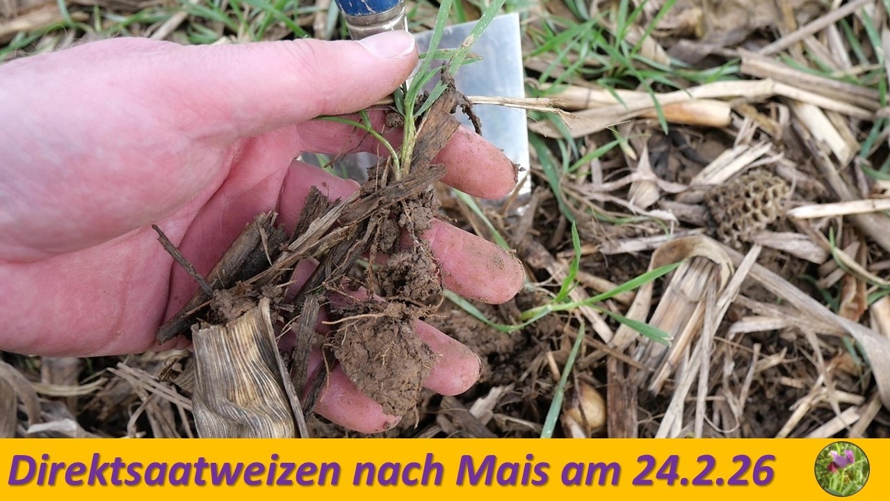 Direktsaatweizen nach Mais am 24.2.2026