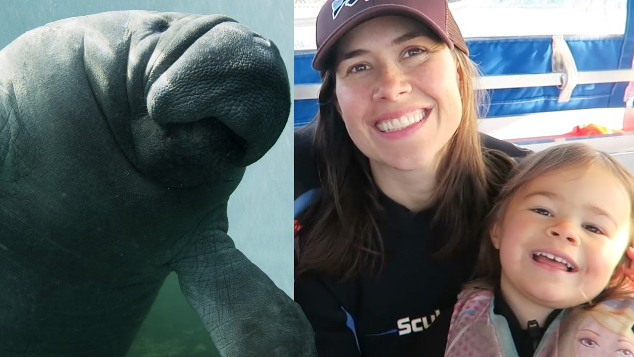 Swimming with Manatees in Crystal River, Florida