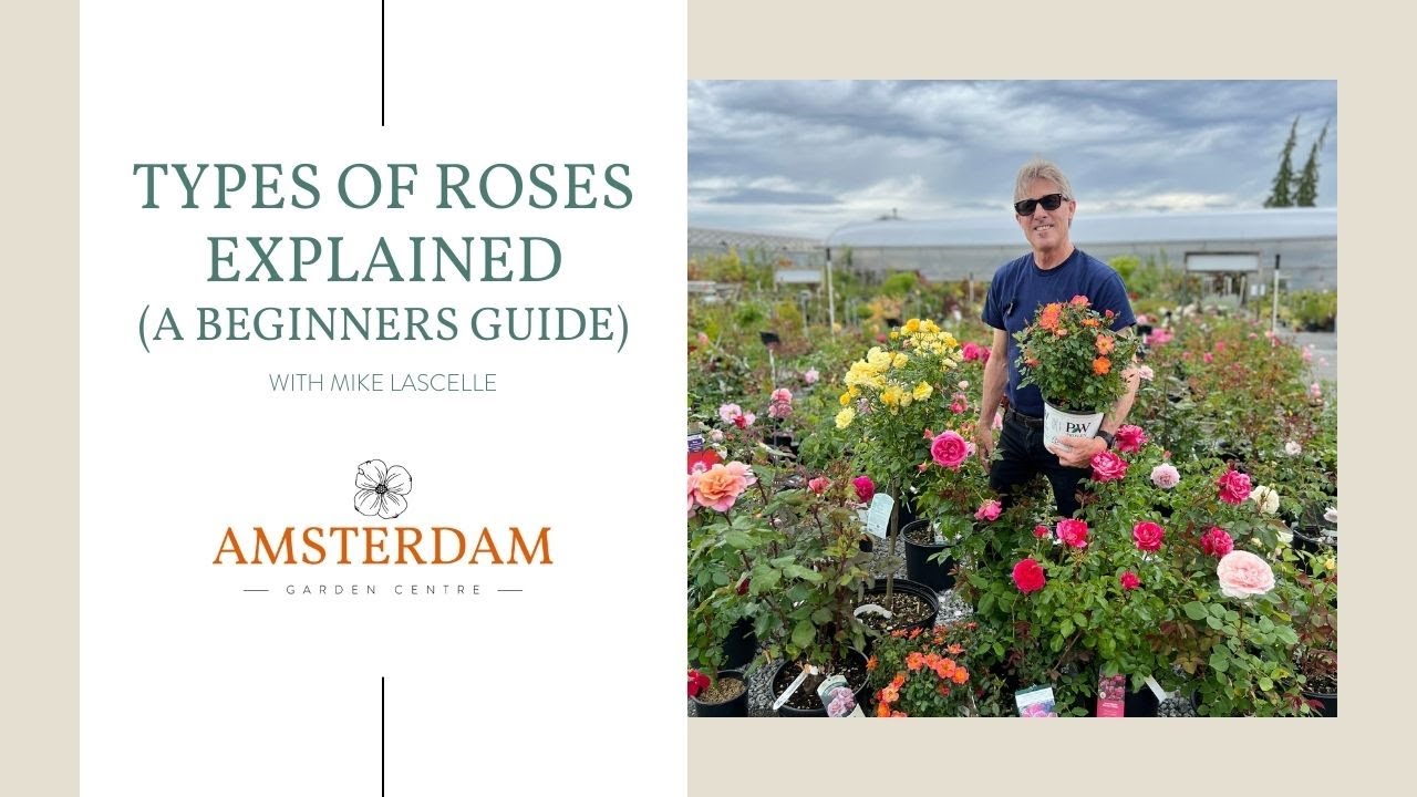 Types of Roses Explained (A Beginner's Guide)