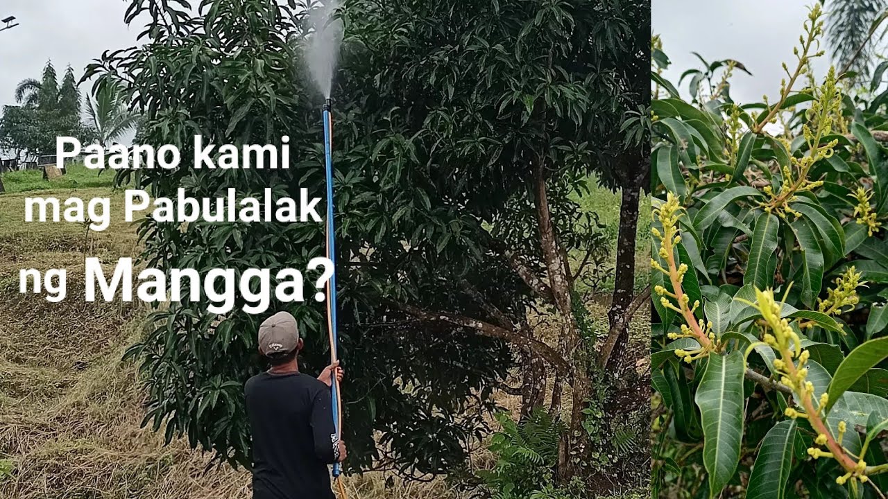 Paano mag pa bulaklak ng mangga. Gha agri tv.