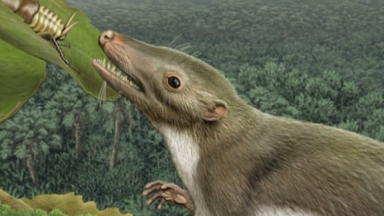Man's oldest ancestor identified as rat-sized mammal