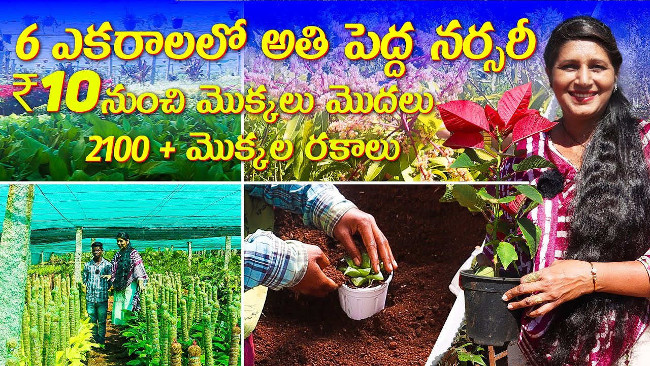 🔴Biggest Nursery in Hyderabad | 2100+ Plant Varieties Starting from ₹10 |Best nursery in Hyderabad