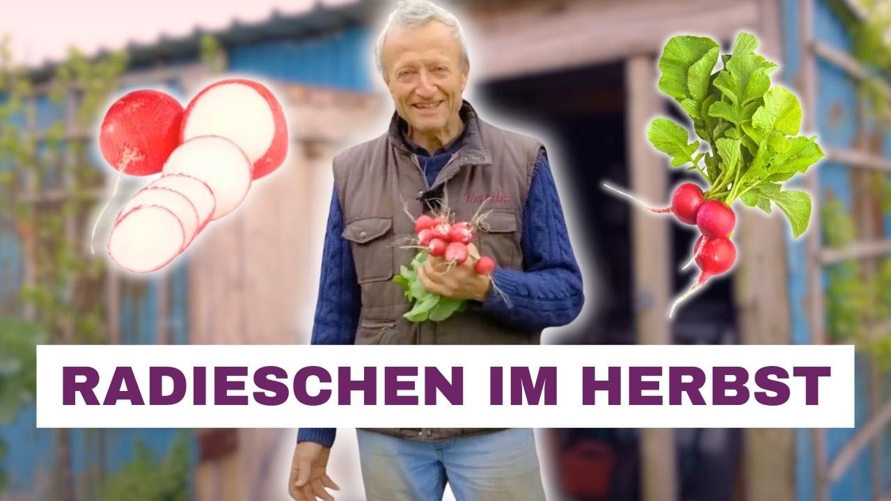 Radieschen Schnell Anbauen & Ernten – So Geht’s!