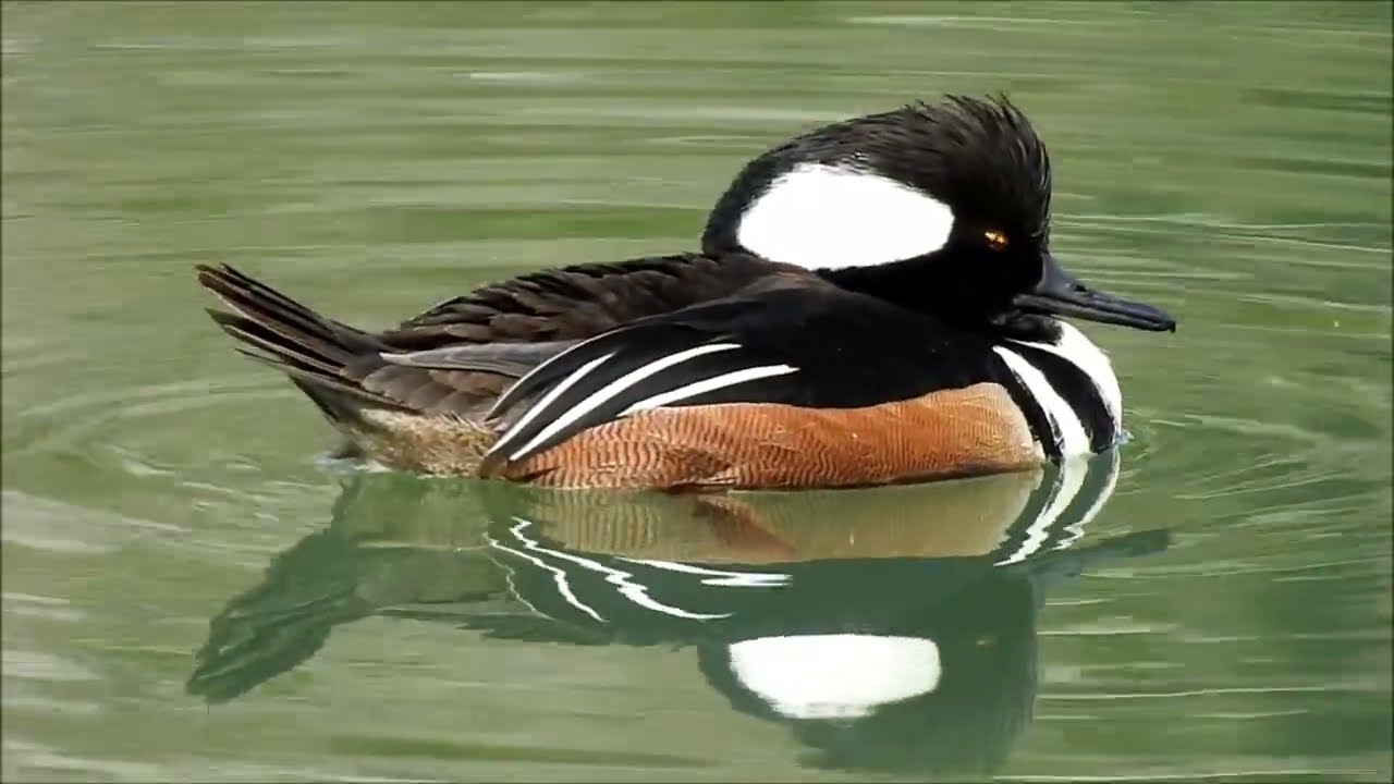 Birds of California. Episode 4