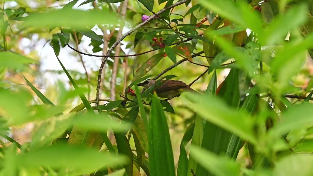 Yellow vented bulbul 白眉黄臀鹎 high definition captures