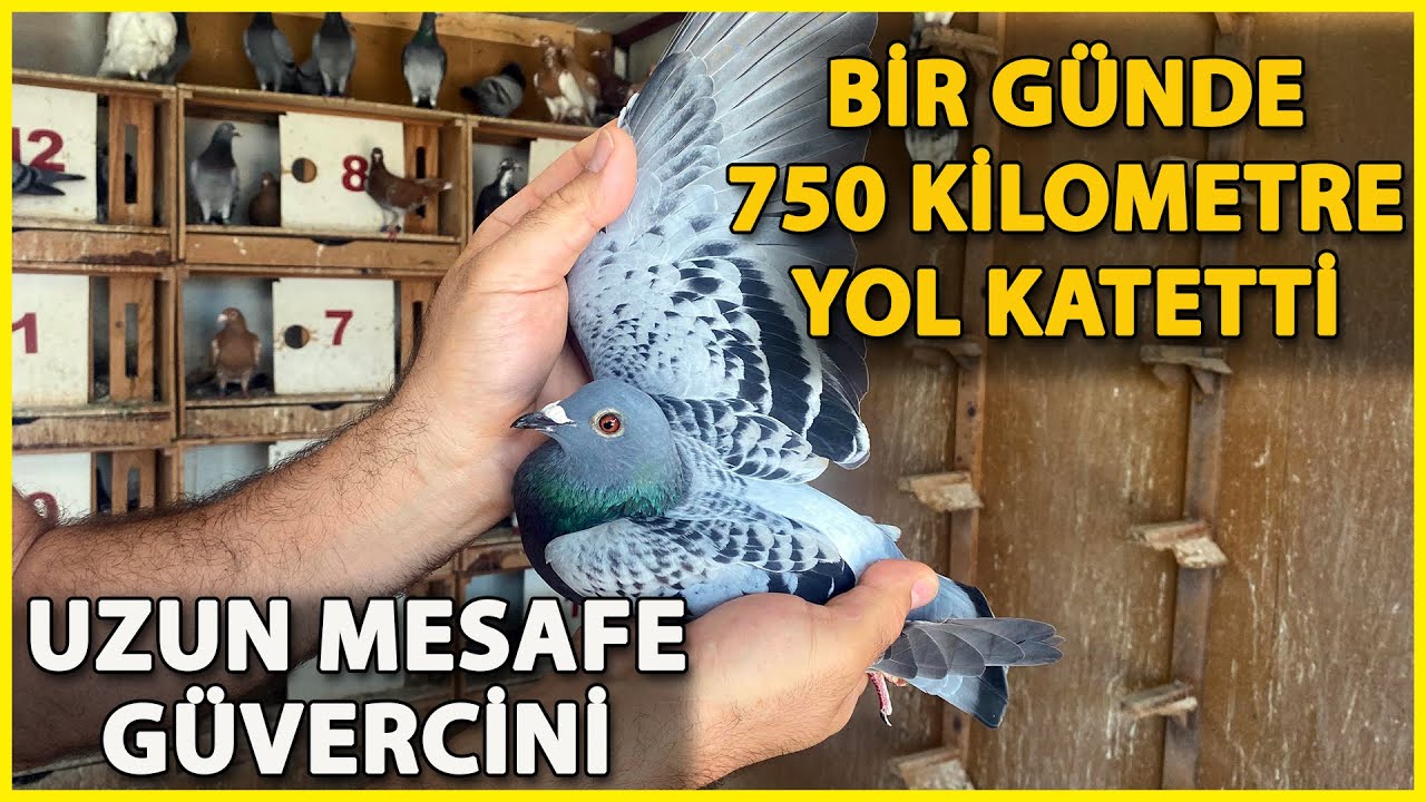 İstanbul'dan Bırakılan Posta Güvercini Osmaniye'ye Ulaştı
