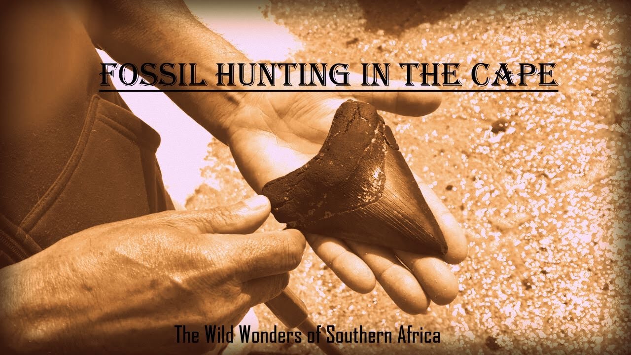Fossil hunting in the Cape