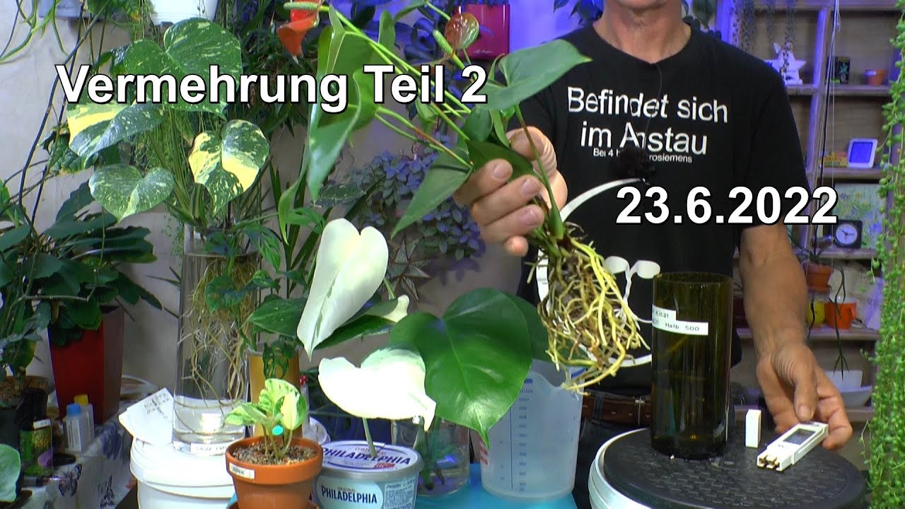 Zimmerpflanzen Experiment Teil 2 Calciumcarbonat und Monstera albo Variegata Vermehrung Teil 2