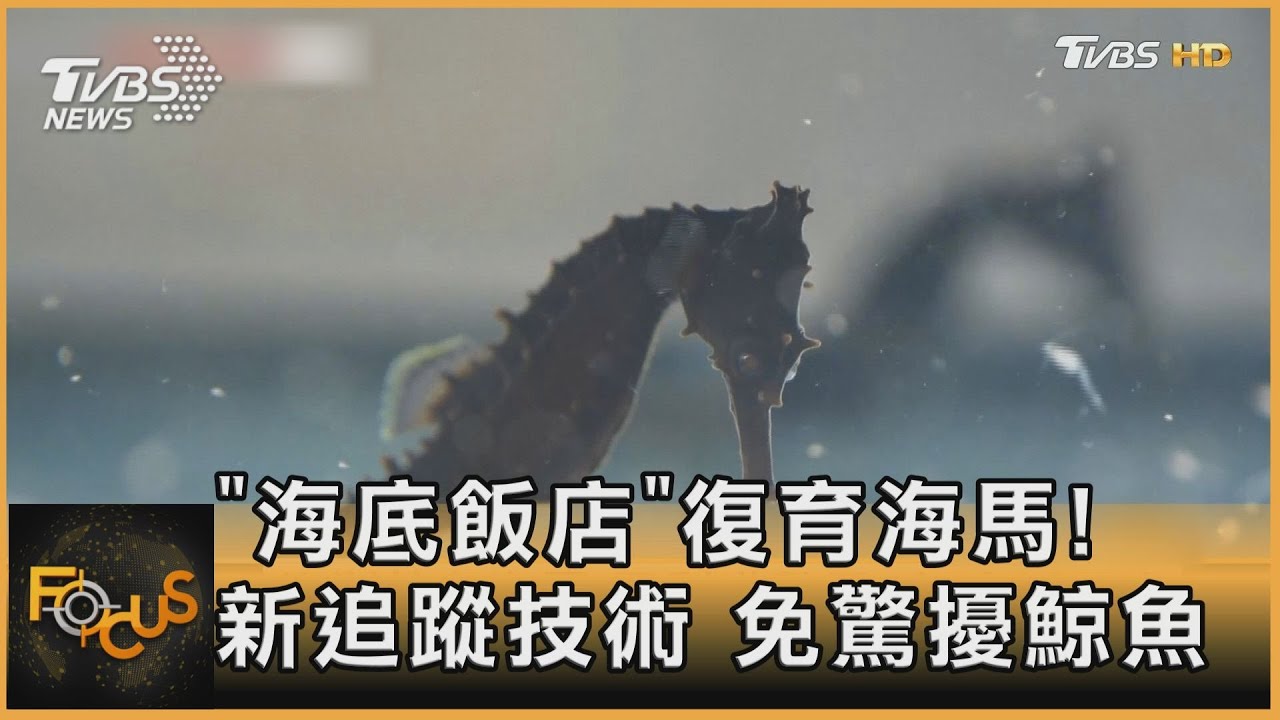 「海底飯店」復育海馬! 新追蹤技術 免驚擾鯨魚｜方念華｜FOCUS全球新聞 20230721@TVBSNEWS01