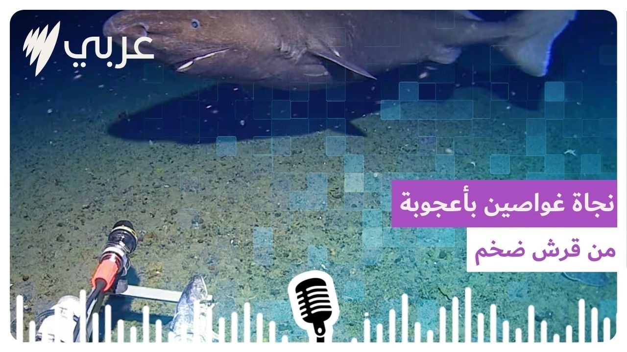 نجاة غواصين بأعجوبة من قرش ضخم في غرب أستراليا | SBS Arabic - أس بي أس عربي