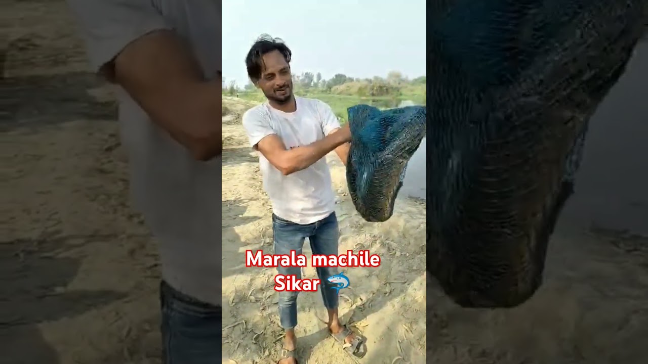 Marala machile fishing hanting 🦈 #fishing #fish