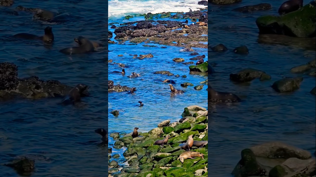 ⛱️🌞Explore San Diego🌏 #oceanview #sealife #paradise #pacific #peaceful #ocean ##california #usa